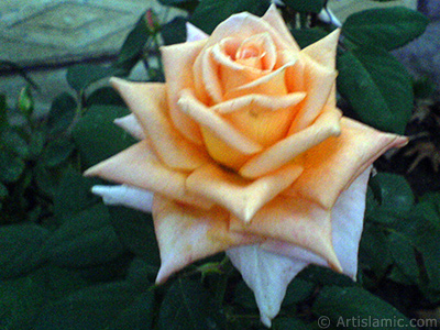 Salmon Color rose photo. <i>(Family: Rosaceae, Species: Rosa)</i> <br>Photo Date: August 2009, Location: Turkey/Istanbul, By: Artislamic.com