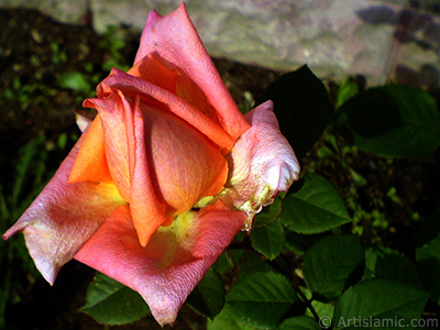 Salmon Color rose photo. <i>(Family: Rosaceae, Species: Rosa)</i> <br>Photo Date: November 2008, Location: Turkey/Istanbul, By: Artislamic.com