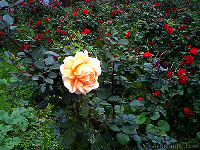 Salmon Color rose photo. <i>(Family: Rosaceae, Species: Rosa)</i> <br>Photo Date: November 2008, Location: Turkey/Istanbul, By: Artislamic.com