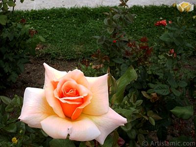 Salmon Color rose photo. <i>(Family: Rosaceae, Species: Rosa)</i> <br>Photo Date: January 2002, Location: Turkey/Istanbul, By: Artislamic.com