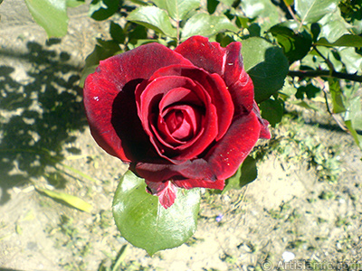 Burgundy Color rose photo. <i>(Family: Rosaceae, Species: Rosa)</i> <br>Photo Date: May 2007, Location: Turkey/Sakarya, By: Artislamic.com