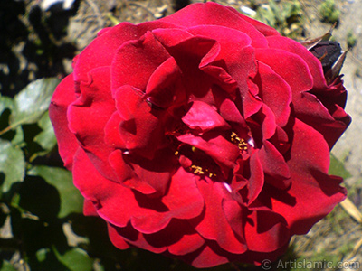 Burgundy Color rose photo. <i>(Family: Rosaceae, Species: Rosa)</i> <br>Photo Date: May 2007, Location: Turkey/Sakarya, By: Artislamic.com