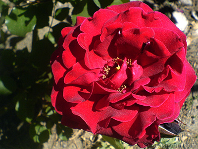 Burgundy Color rose photo. <i>(Family: Rosaceae, Species: Rosa)</i> <br>Photo Date: May 2007, Location: Turkey/Sakarya, By: Artislamic.com