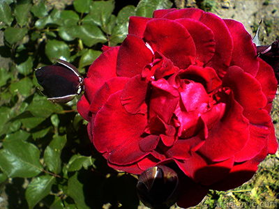 Burgundy Color rose photo. <i>(Family: Rosaceae, Species: Rosa)</i> <br>Photo Date: May 2007, Location: Turkey/Sakarya, By: Artislamic.com