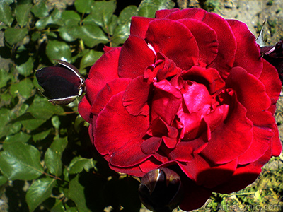 Koyu krmz-bordo gl resmi. <i>(Ailesi: Rosaceae, Tr: Rosa)</i> <br>ekim Tarihi: Mays 2007, Yer: Sakarya, Fotoraf: islamiSanat.net