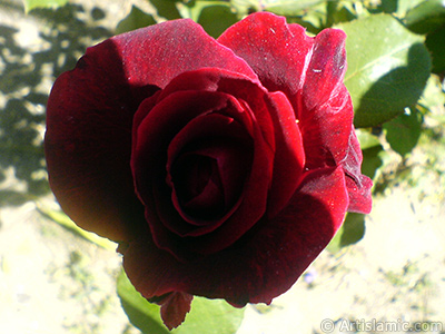 Burgundy Color rose photo. <i>(Family: Rosaceae, Species: Rosa)</i> <br>Photo Date: May 2007, Location: Turkey/Sakarya, By: Artislamic.com