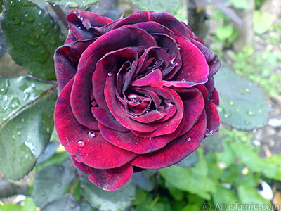 Burgundy Color rose photo. <i>(Family: Rosaceae, Species: Rosa)</i> <br>Photo Date: May 2007, Location: Turkey/Sakarya, By: Artislamic.com