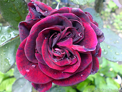 Burgundy Color rose photo. <i>(Family: Rosaceae, Species: Rosa)</i> <br>Photo Date: May 2007, Location: Turkey/Sakarya, By: Artislamic.com