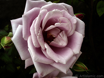 Lilac-color (lavender) rose photo. <i>(Family: Rosaceae, Species: Rosa)</i> <br>Photo Date: August 2008, Location: Turkey/Yalova-Termal, By: Artislamic.com