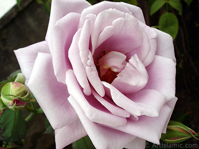 Lilac-color (lavender) rose photo. <i>(Family: Rosaceae, Species: Rosa)</i> <br>Photo Date: August 2008, Location: Turkey/Yalova-Termal, By: Artislamic.com