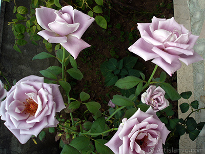 Lilac-color (lavender) rose photo. <i>(Family: Rosaceae, Species: Rosa)</i> <br>Photo Date: August 2008, Location: Turkey/Yalova-Termal, By: Artislamic.com