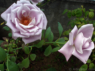 Lilac-color (lavender) rose photo. <i>(Family: Rosaceae, Species: Rosa)</i> <br>Photo Date: August 2008, Location: Turkey/Yalova-Termal, By: Artislamic.com