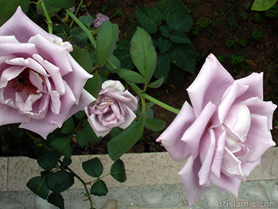 Lilac-color (lavender) rose photo. <i>(Family: Rosaceae, Species: Rosa)</i> <br>Photo Date: August 2008, Location: Turkey/Yalova-Termal, By: Artislamic.com