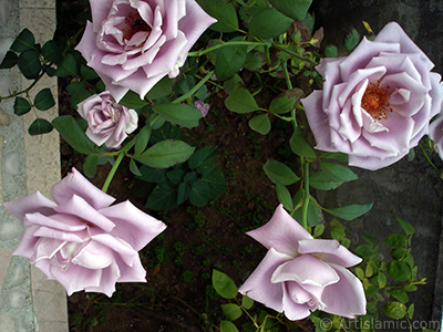 Lilac-color (lavender) rose photo. <i>(Family: Rosaceae, Species: Rosa)</i> <br>Photo Date: August 2008, Location: Turkey/Yalova-Termal, By: Artislamic.com