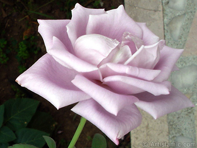 Lilac-color (lavender) rose photo. <i>(Family: Rosaceae, Species: Rosa)</i> <br>Photo Date: August 2008, Location: Turkey/Yalova-Termal, By: Artislamic.com