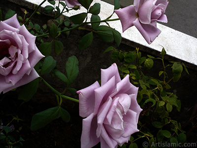 Lilac-color (lavender) rose photo. <i>(Family: Rosaceae, Species: Rosa)</i> <br>Photo Date: August 2008, Location: Turkey/Yalova-Termal, By: Artislamic.com