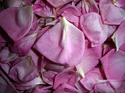 Rose leaves. <br>Photo Date: May 2005, Location: Turkey/Istanbul, By: Artislamic.com