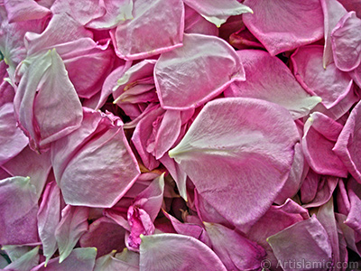 Rose leaves. <br>Photo Date: May 2005, Location: Turkey/Istanbul, By: Artislamic.com