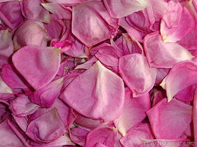 Rose leaves. <br>Photo Date: May 2005, Location: Turkey/Istanbul, By: Artislamic.com