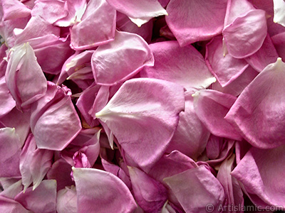 Rose leaves. <br>Photo Date: May 2005, Location: Turkey/Istanbul, By: Artislamic.com