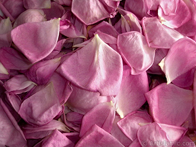 Rose leaves. <br>Photo Date: May 2005, Location: Turkey/Istanbul, By: Artislamic.com