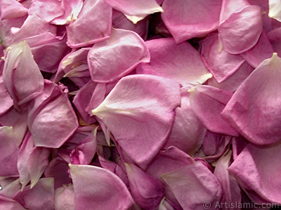 Rose leaves. <br>Photo Date: May 2005, Location: Turkey/Istanbul, By: Artislamic.com