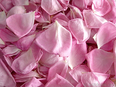 Rose leaves. <br>Photo Date: May 2005, Location: Turkey/Istanbul, By: Artislamic.com