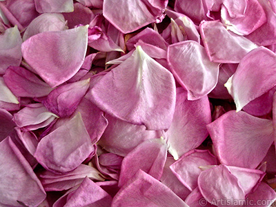 Rose leaves. <br>Photo Date: May 2005, Location: Turkey/Istanbul, By: Artislamic.com