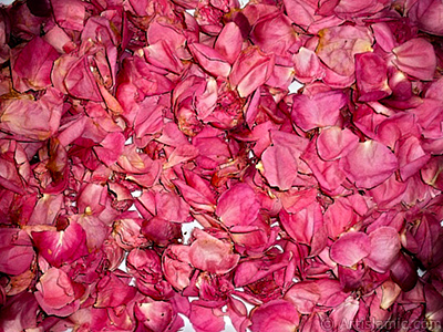 Rose leaves. <br>Photo Date: January 2002, Location: Turkey/Istanbul-Mother`s Flowers, By: Artislamic.com