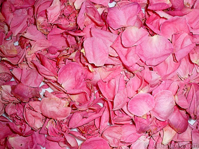 Rose leaves. <br>Photo Date: January 2002, Location: Turkey/Istanbul-Mother`s Flowers, By: Artislamic.com