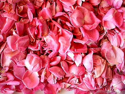 Rose leaves. <br>Photo Date: January 2002, Location: Turkey/Istanbul-Mother`s Flowers, By: Artislamic.com