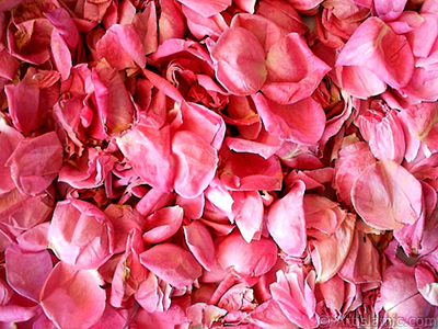 Rose leaves. <br>Photo Date: January 2002, Location: Turkey/Istanbul-Mother`s Flowers, By: Artislamic.com