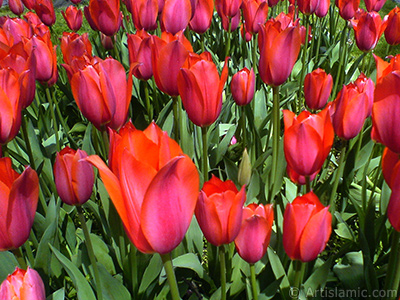 Red Turkish-Ottoman Tulip photo. <i>(Family: Liliaceae, Species: Lilliopsida)</i> <br>Photo Date: April 2010, Location: Turkey/Istanbul-Mother`s Flowers, By: Artislamic.com