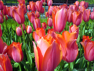 Red Turkish-Ottoman Tulip photo. <i>(Family: Liliaceae, Species: Lilliopsida)</i> <br>Photo Date: April 2010, Location: Turkey/Istanbul-Mother`s Flowers, By: Artislamic.com