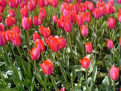 Red Turkish-Ottoman Tulip photo. <i>(Family: Liliaceae, Species: Lilliopsida)</i> <br>Photo Date: April 2010, Location: Turkey/Istanbul-Mother`s Flowers, By: Artislamic.com