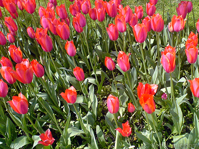 Red Turkish-Ottoman Tulip photo. <i>(Family: Liliaceae, Species: Lilliopsida)</i> <br>Photo Date: April 2010, Location: Turkey/Istanbul-Mother`s Flowers, By: Artislamic.com