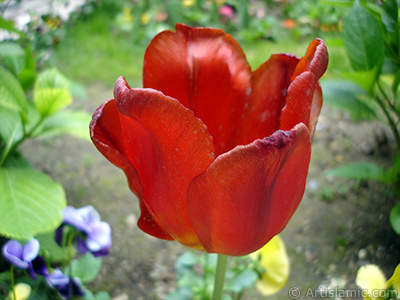 Red Turkish-Ottoman Tulip photo. <i>(Family: Liliaceae, Species: Lilliopsida)</i> <br>Photo Date: May 2005, Location: Turkey/Istanbul, By: Artislamic.com