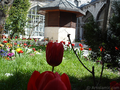 Red Turkish-Ottoman Tulip photo. <i>(Family: Liliaceae, Species: Lilliopsida)</i> <br>Photo Date: April 2005, Location: Turkey/Istanbul, By: Artislamic.com