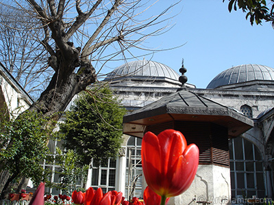 Red Turkish-Ottoman Tulip photo. <i>(Family: Liliaceae, Species: Lilliopsida)</i> <br>Photo Date: April 2005, Location: Turkey/Istanbul, By: Artislamic.com