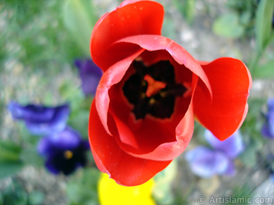 Red Turkish-Ottoman Tulip photo. <i>(Family: Liliaceae, Species: Lilliopsida)</i> <br>Photo Date: April 2005, Location: Turkey/Istanbul, By: Artislamic.com