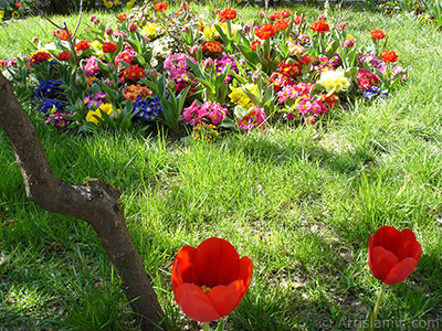 Red Turkish-Ottoman Tulip photo. <i>(Family: Liliaceae, Species: Lilliopsida)</i> <br>Photo Date: April 2005, Location: Turkey/Istanbul, By: Artislamic.com