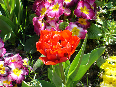 Red Turkish-Ottoman Tulip photo. <i>(Family: Liliaceae, Species: Lilliopsida)</i> <br>Photo Date: April 2005, Location: Turkey/Istanbul, By: Artislamic.com