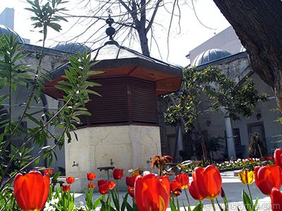 Red Turkish-Ottoman Tulip photo. <i>(Family: Liliaceae, Species: Lilliopsida)</i> <br>Photo Date: April 2005, Location: Turkey/Istanbul, By: Artislamic.com