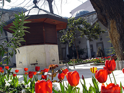 Red Turkish-Ottoman Tulip photo. <i>(Family: Liliaceae, Species: Lilliopsida)</i> <br>Photo Date: April 2005, Location: Turkey/Istanbul, By: Artislamic.com