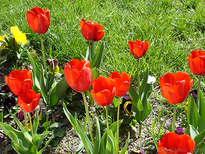 Red Turkish-Ottoman Tulip photo. <i>(Family: Liliaceae, Species: Lilliopsida)</i> <br>Photo Date: April 2005, Location: Turkey/Istanbul, By: Artislamic.com