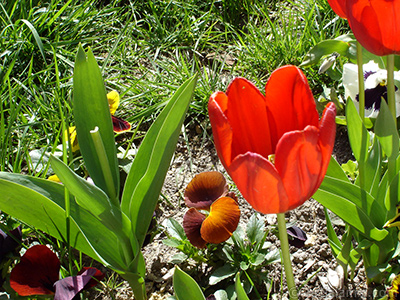 Red Turkish-Ottoman Tulip photo. <i>(Family: Liliaceae, Species: Lilliopsida)</i> <br>Photo Date: April 2005, Location: Turkey/Istanbul, By: Artislamic.com