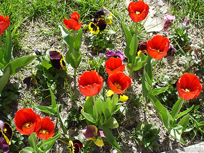 Red Turkish-Ottoman Tulip photo. <i>(Family: Liliaceae, Species: Lilliopsida)</i> <br>Photo Date: April 2005, Location: Turkey/Istanbul, By: Artislamic.com