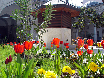 Red Turkish-Ottoman Tulip photo. <i>(Family: Liliaceae, Species: Lilliopsida)</i> <br>Photo Date: April 2005, Location: Turkey/Istanbul, By: Artislamic.com