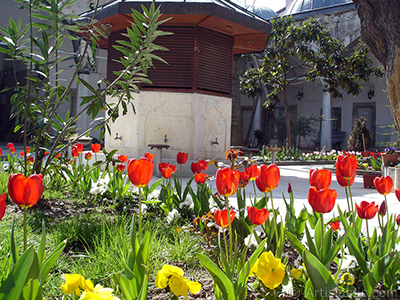 Red Turkish-Ottoman Tulip photo. <i>(Family: Liliaceae, Species: Lilliopsida)</i> <br>Photo Date: April 2005, Location: Turkey/Istanbul, By: Artislamic.com