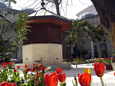 Red Turkish-Ottoman Tulip photo. <i>(Family: Liliaceae, Species: Lilliopsida)</i> <br>Photo Date: April 2005, Location: Turkey/Istanbul, By: Artislamic.com